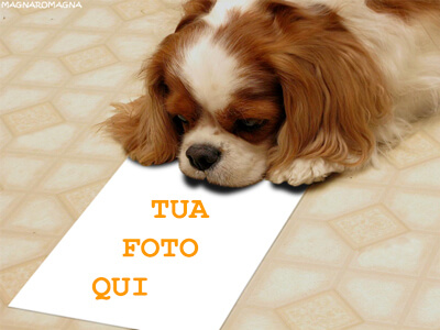 cagnolino-cucciolo