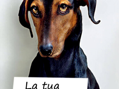 cane-con-cartello