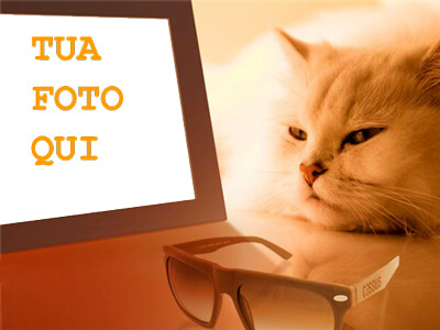 gatto-che-sonnecchia