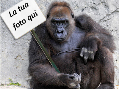 gorilla